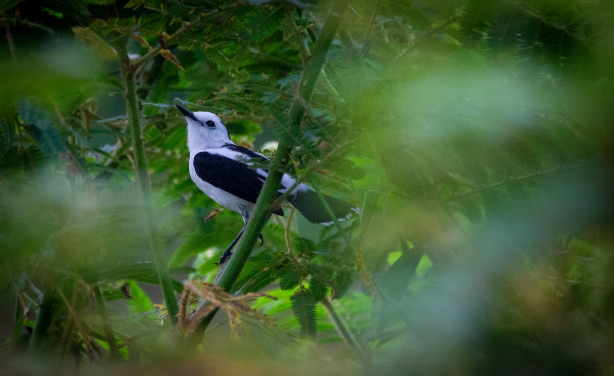 Pied Water-Tyrant - ML643484518