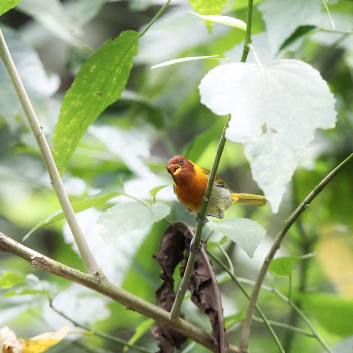 Rufous-headed Tanager - ML643484525
