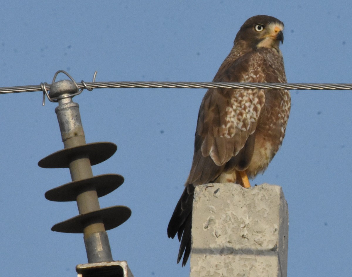 White-eyed Buzzard - ML643484526