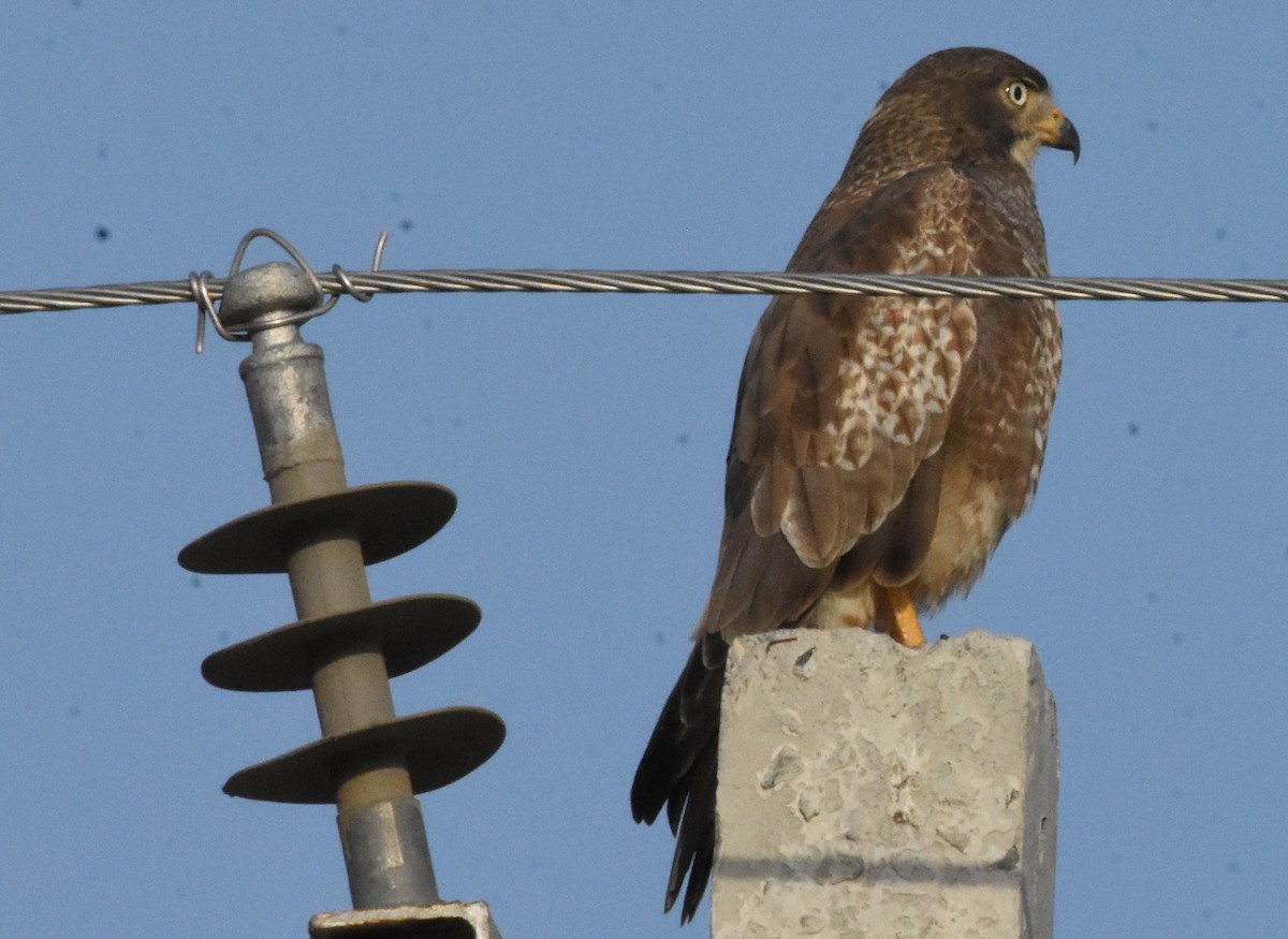 White-eyed Buzzard - ML643484527