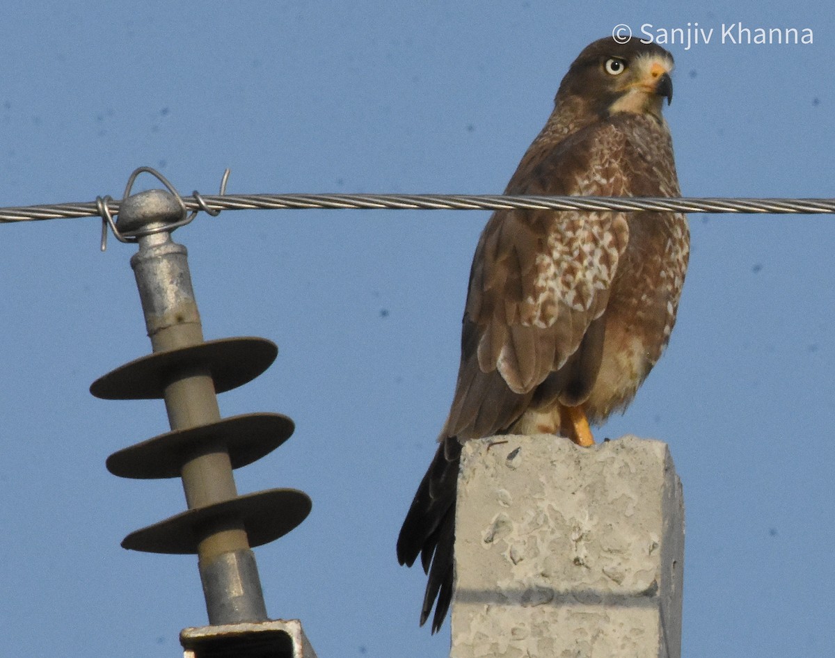 White-eyed Buzzard - ML643484528