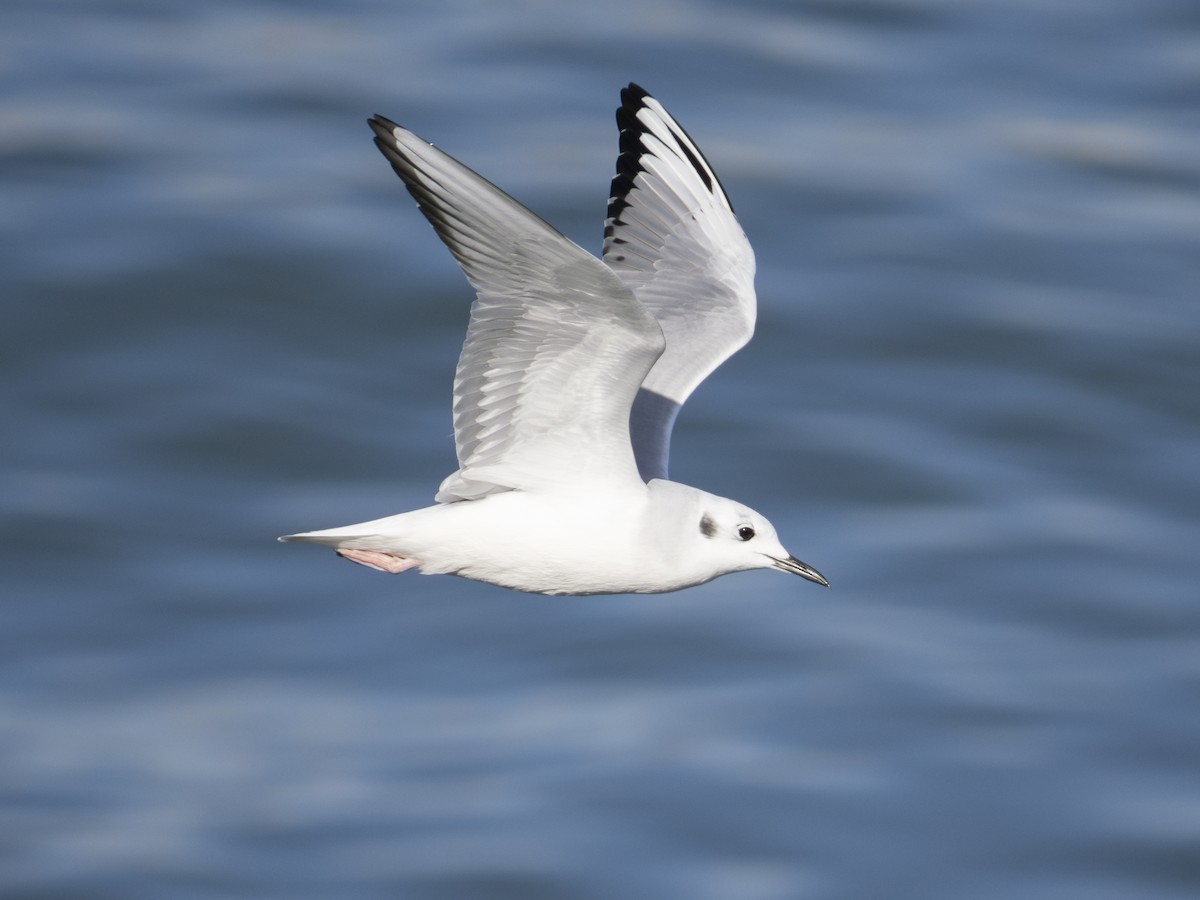 Bonaparte's Gull - ML643484548