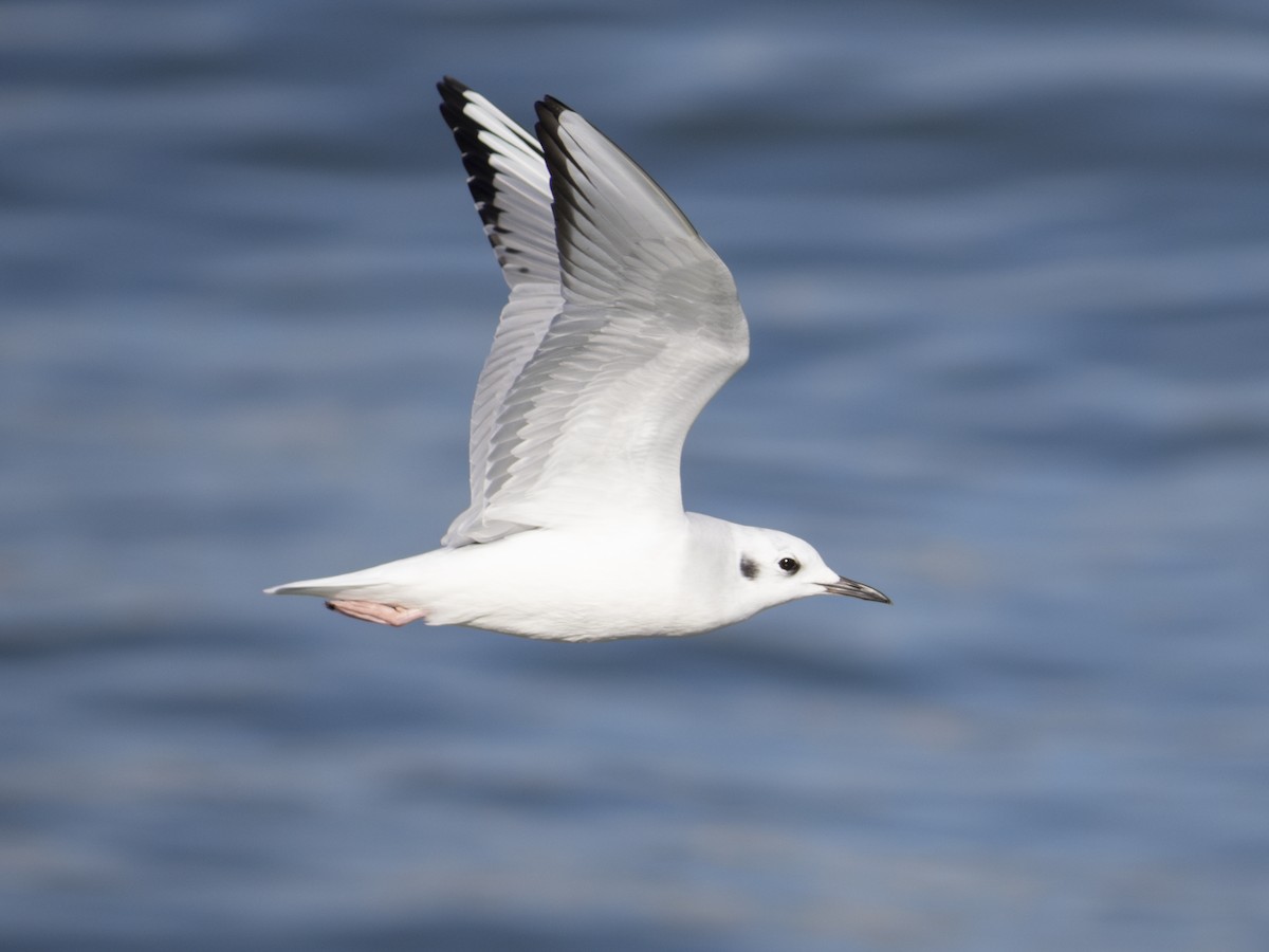 Bonaparte's Gull - ML643484549