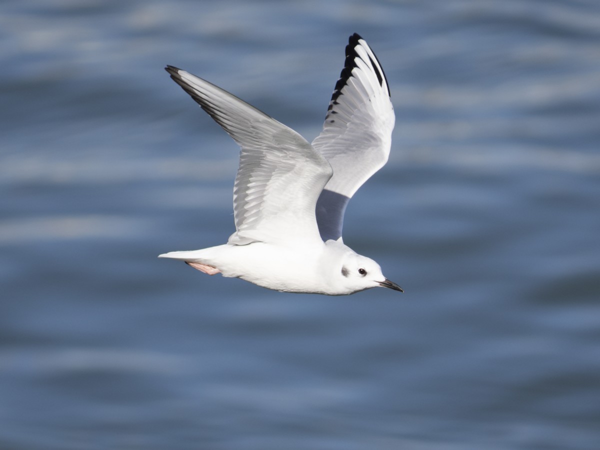 Bonaparte's Gull - ML643484550