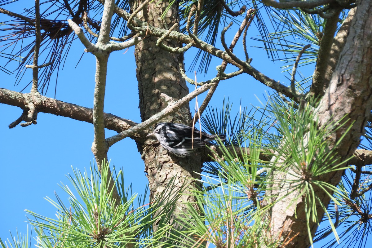 Black-and-white Warbler - ML643484557