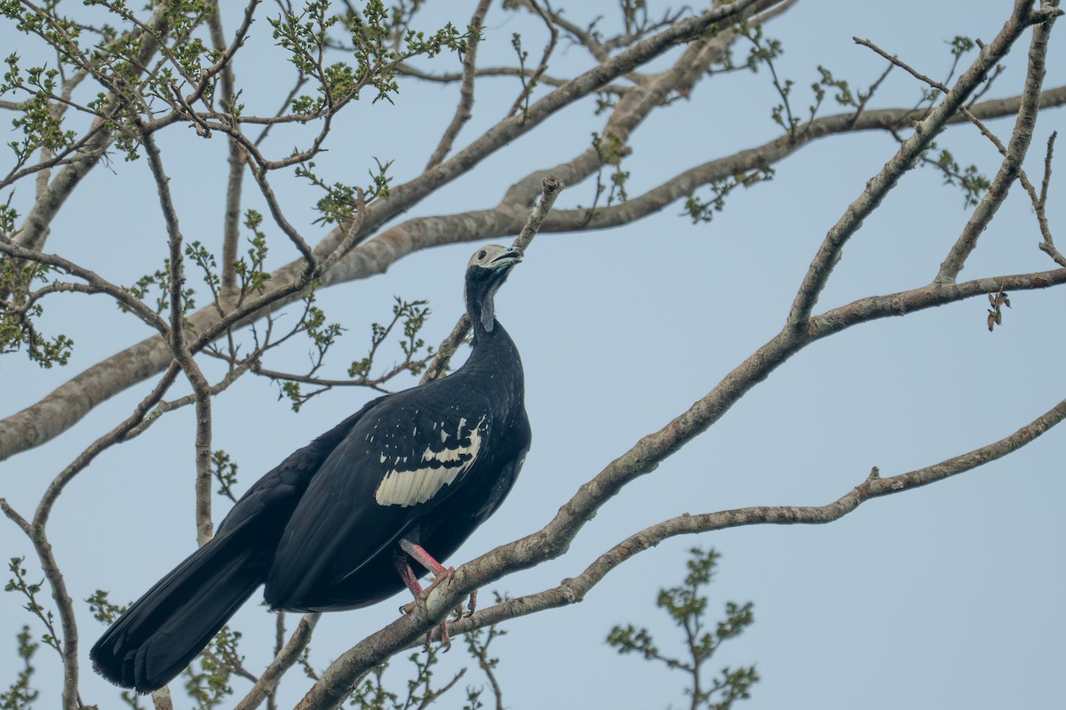 Blue-throated Piping-Guan - ML643484561