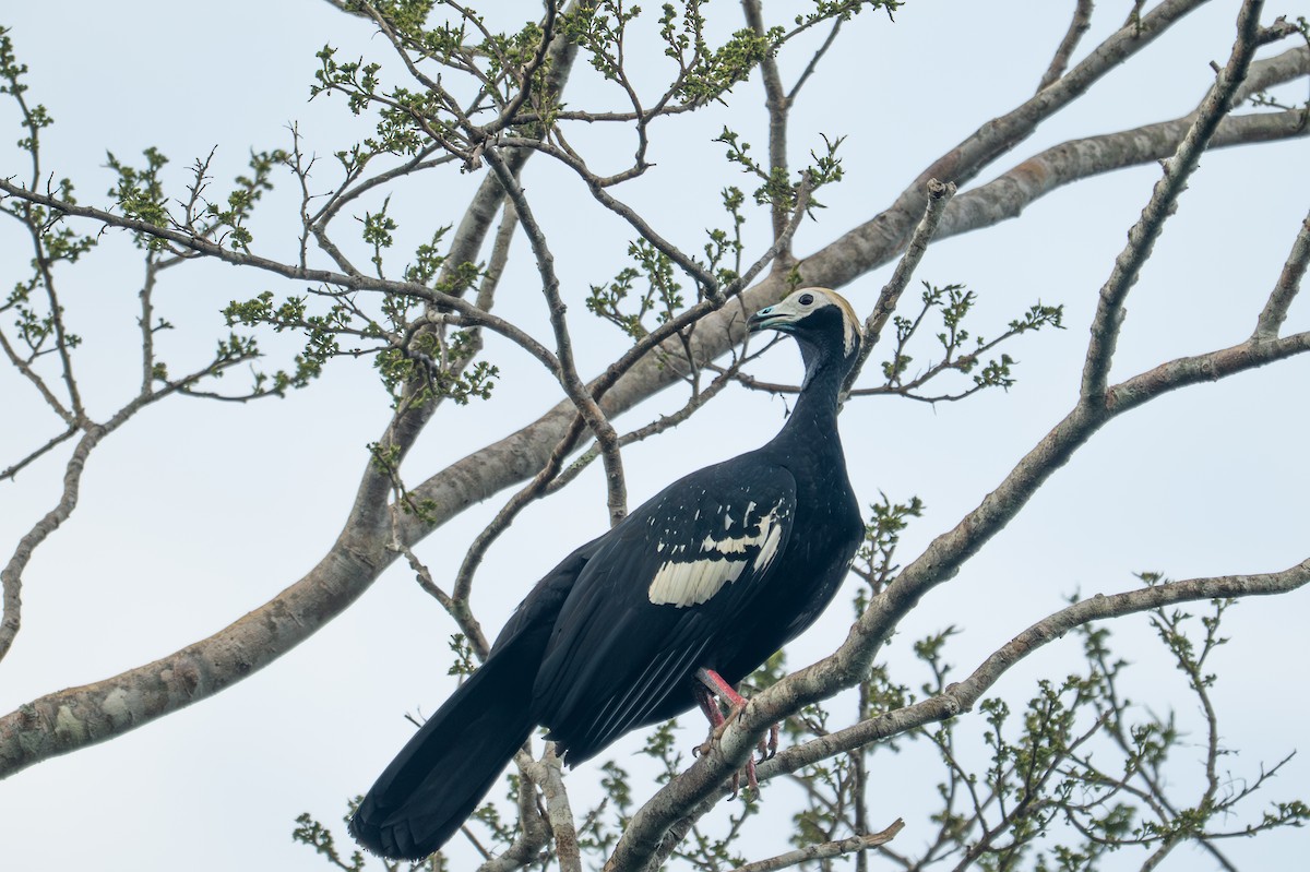 Blue-throated Piping-Guan - ML643484562
