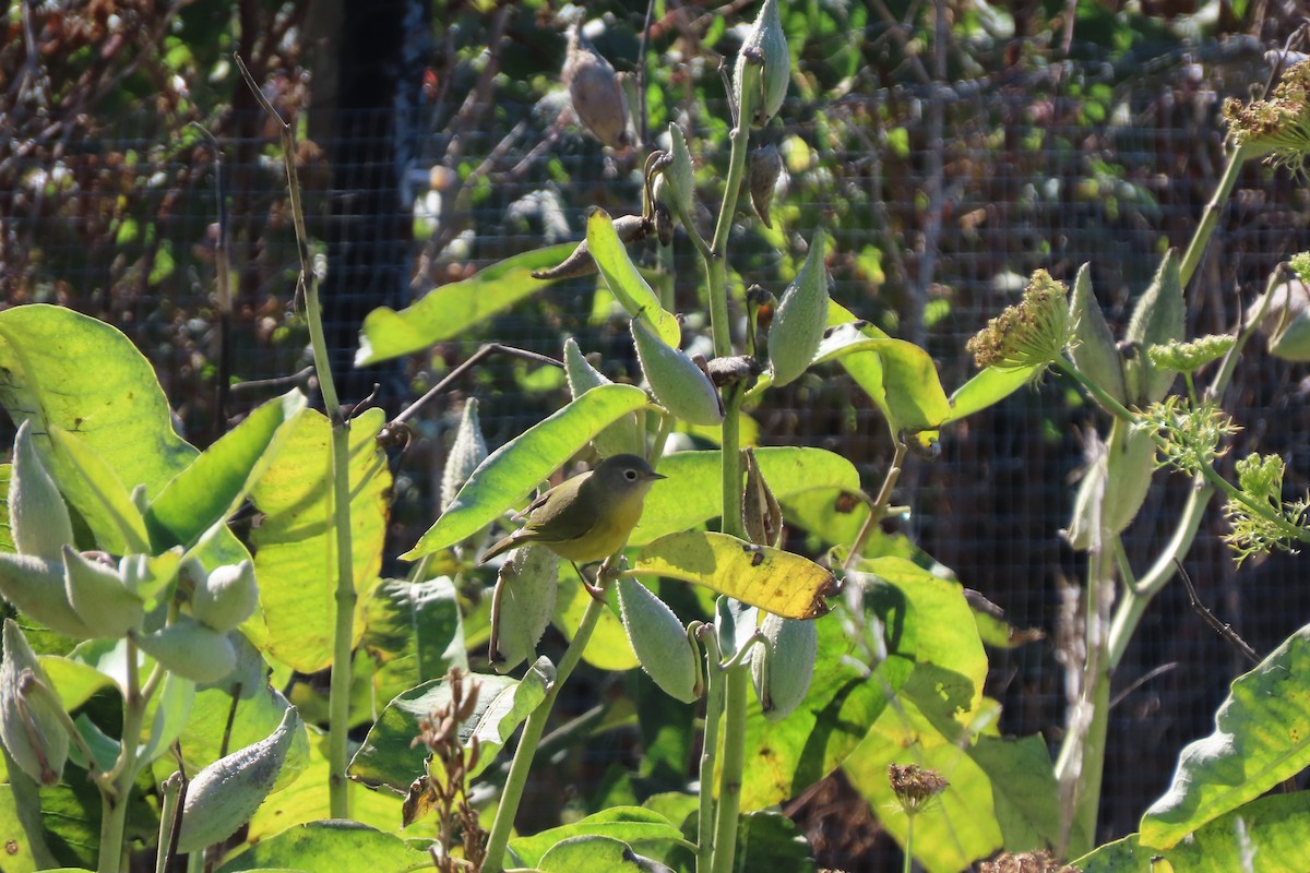 Nashville Warbler - ML643484565