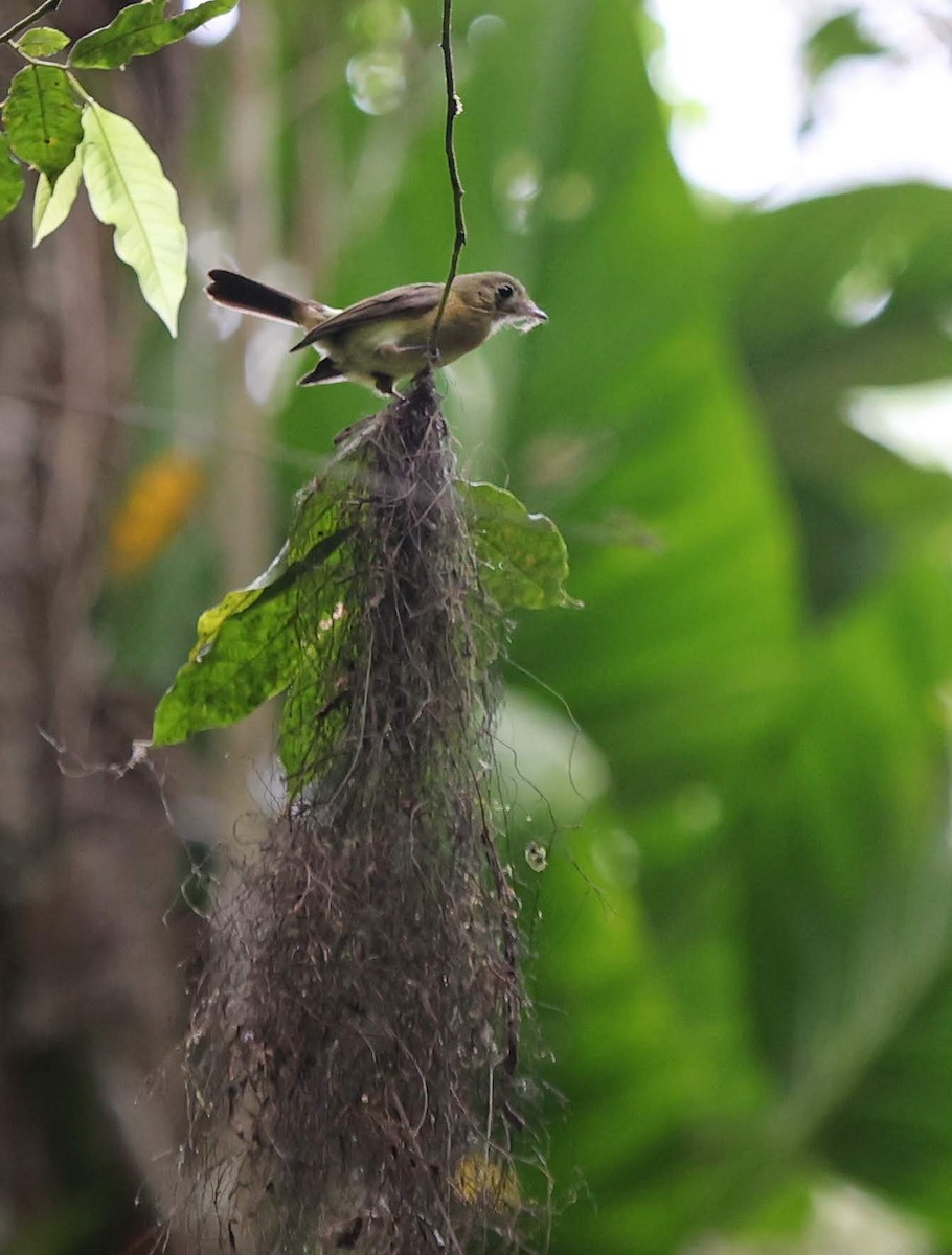 Whiskered Flycatcher - ML643484567