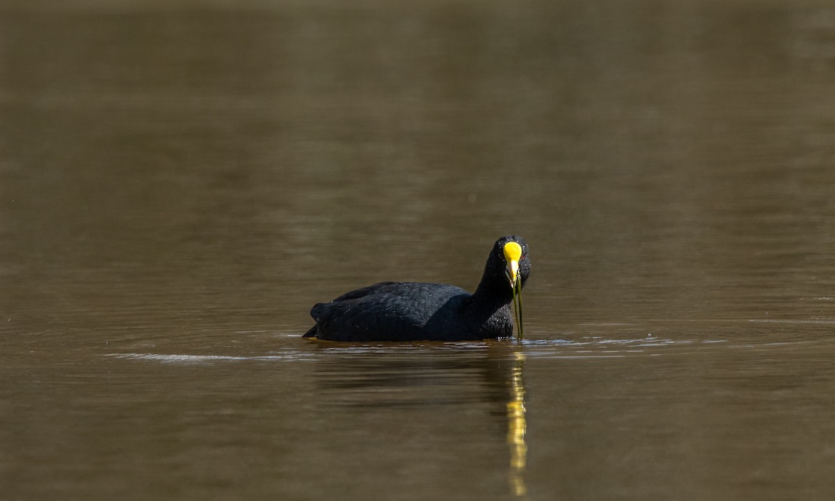 White-winged Coot - ML643484573