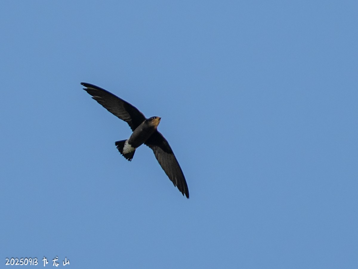 Silver-backed Needletail - ML643484606