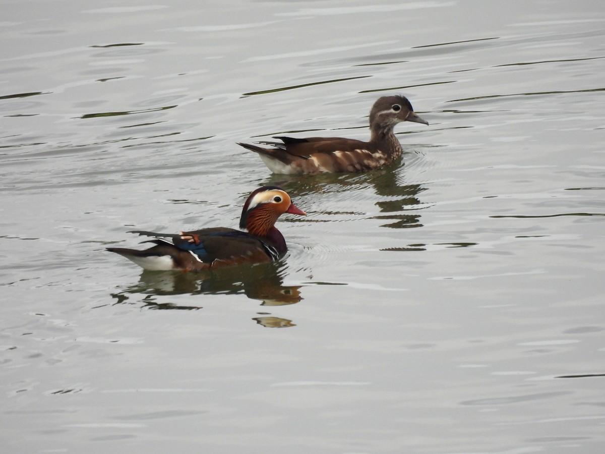 Mandarin Duck - ML643484611