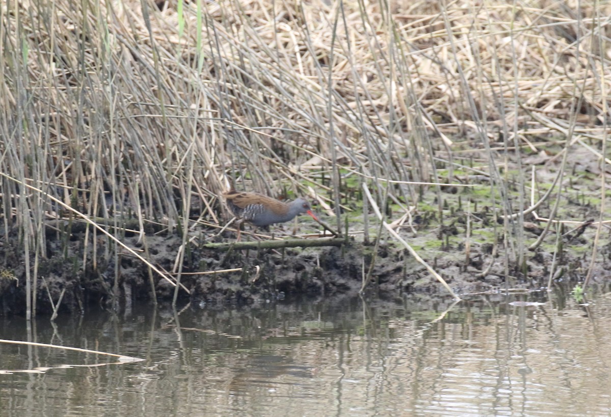Water Rail - ML643484615