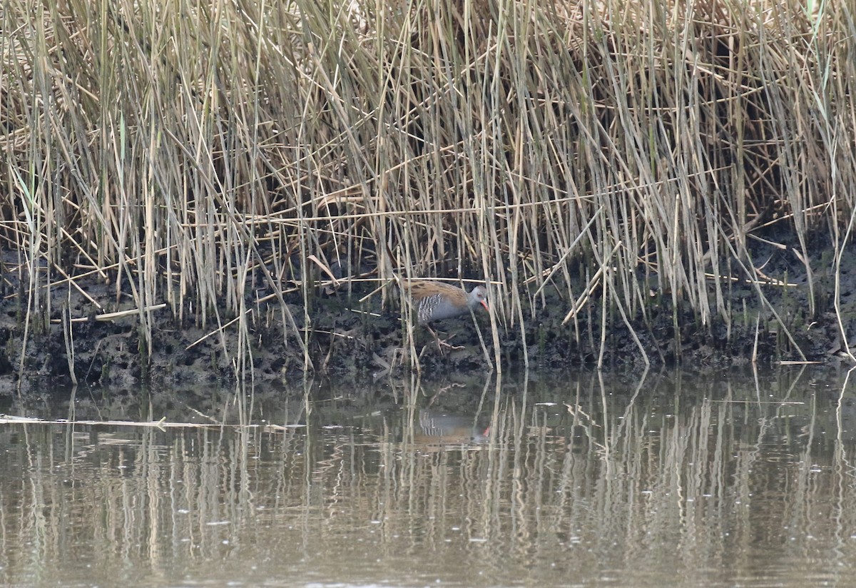 Water Rail - ML643484620