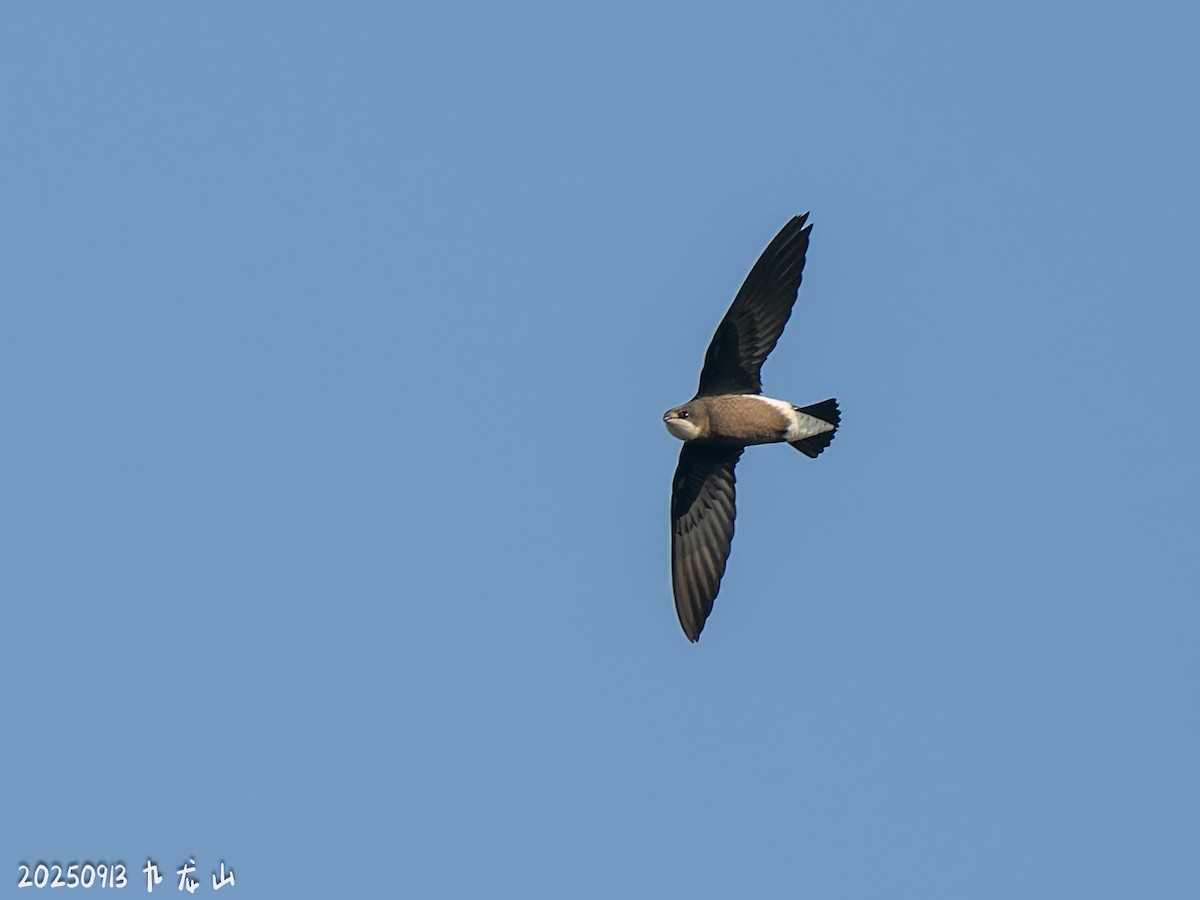 White-throated Needletail - ML643484624