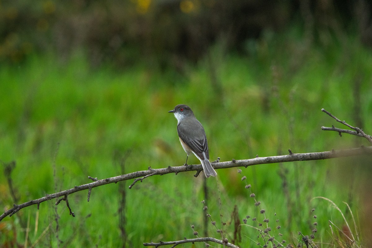 Fire-eyed Diucon - ML643484625