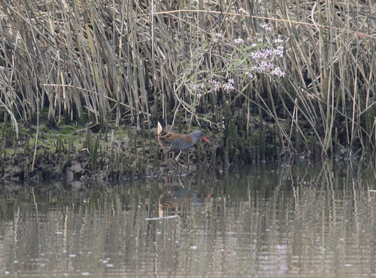 Water Rail - ML643484630