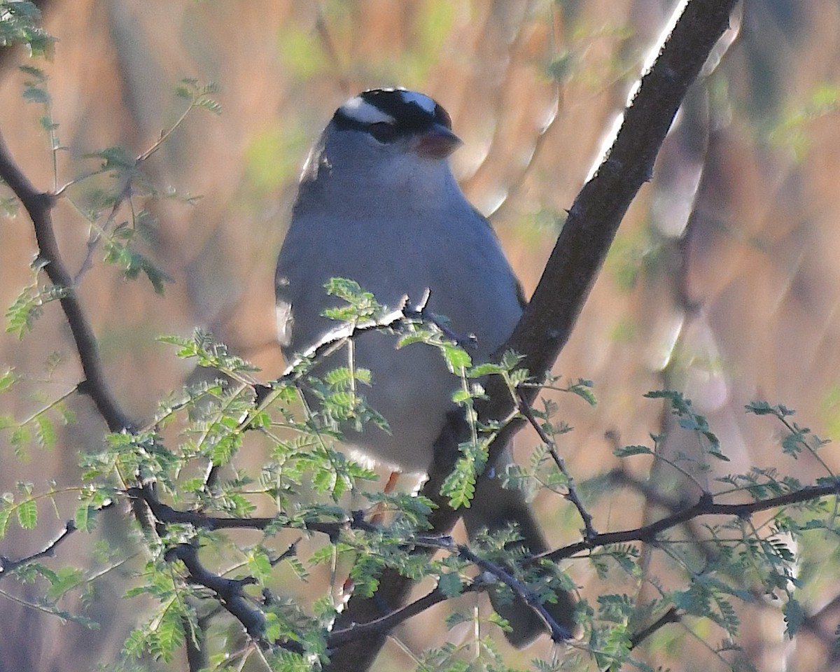 White-crowned Sparrow - ML643484632