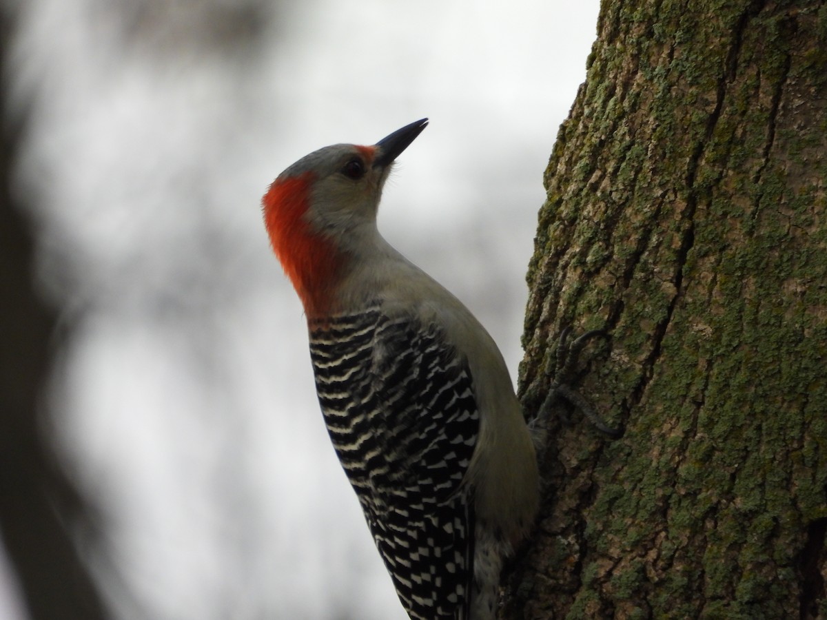 Red-bellied Woodpecker - ML643484642