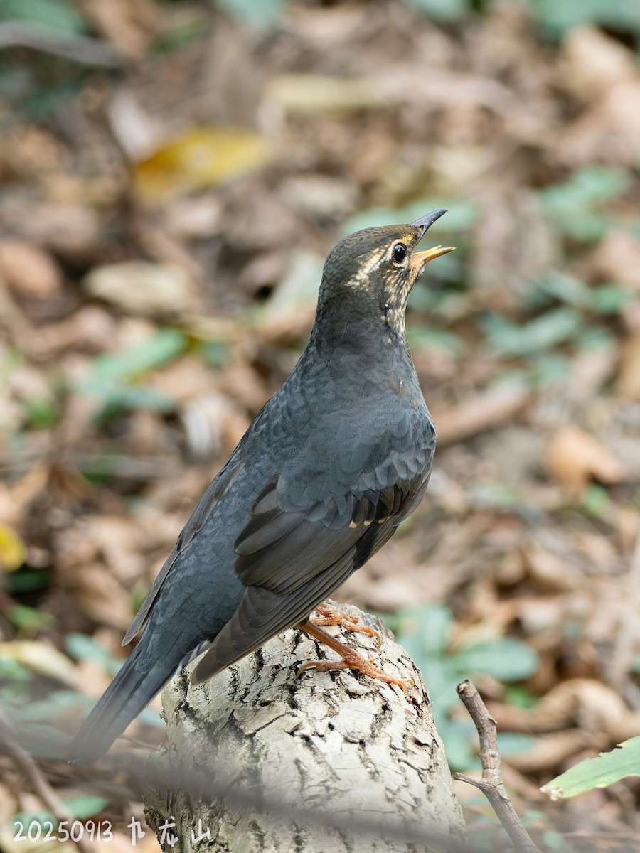 Zorzal Siberiano - ML643484647