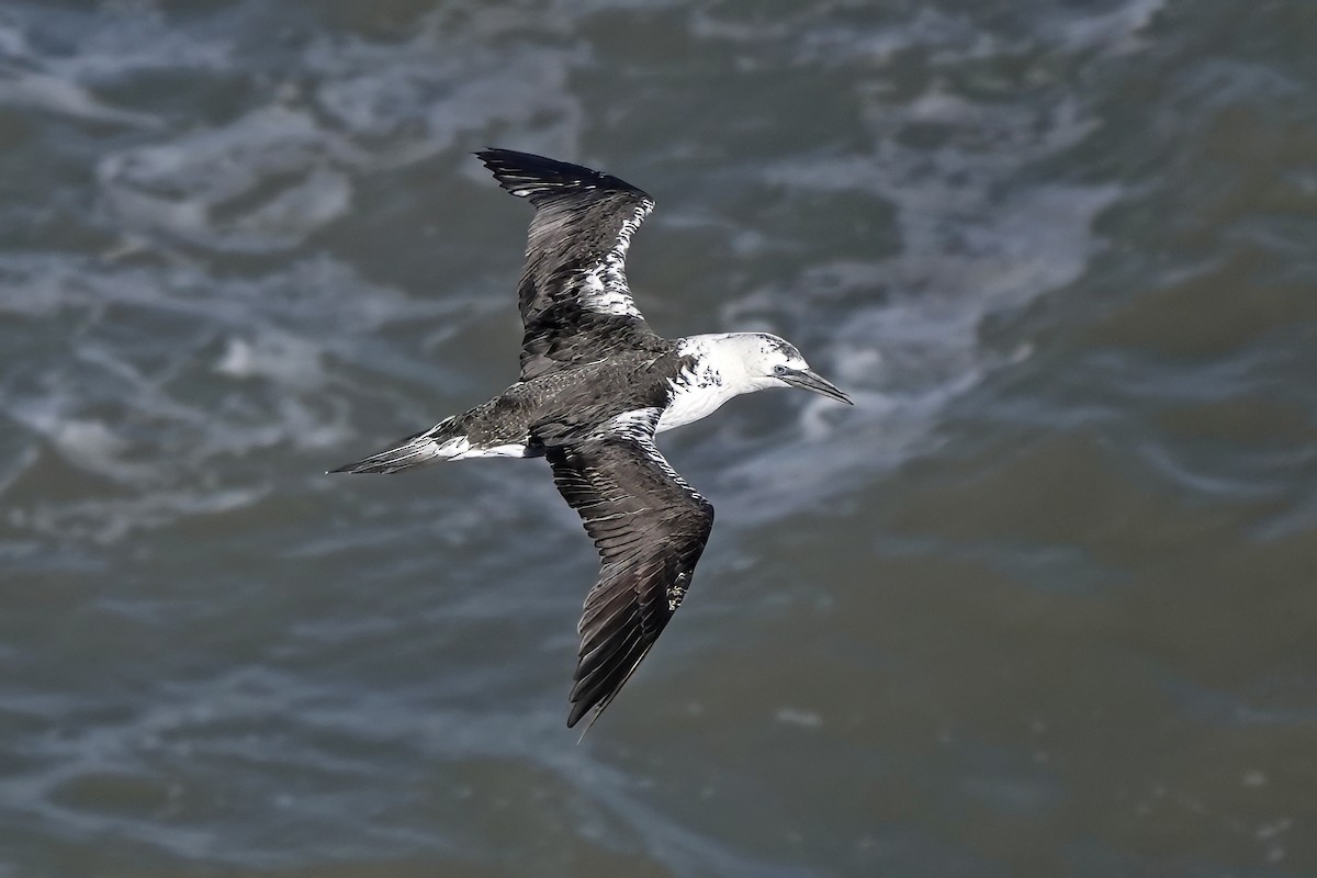 Northern Gannet - ML643484648