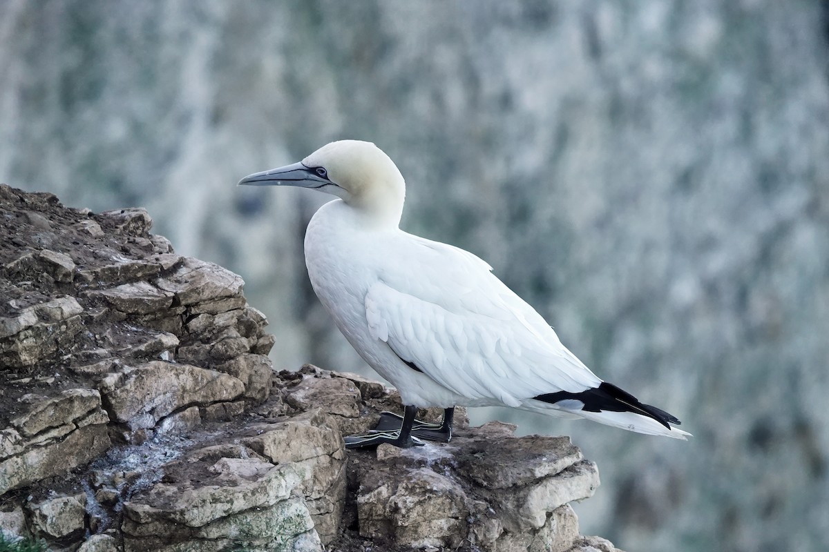 Northern Gannet - ML643484649