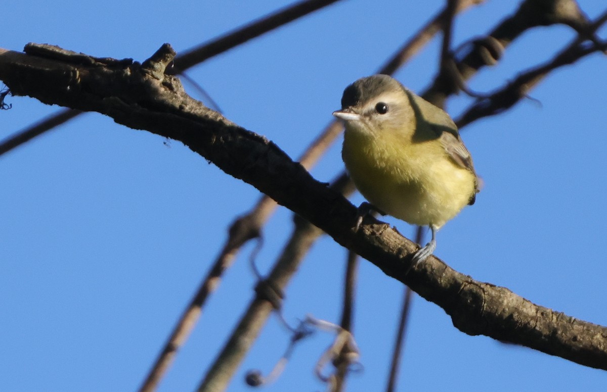 Vireo de Filadelfia - ML643484651