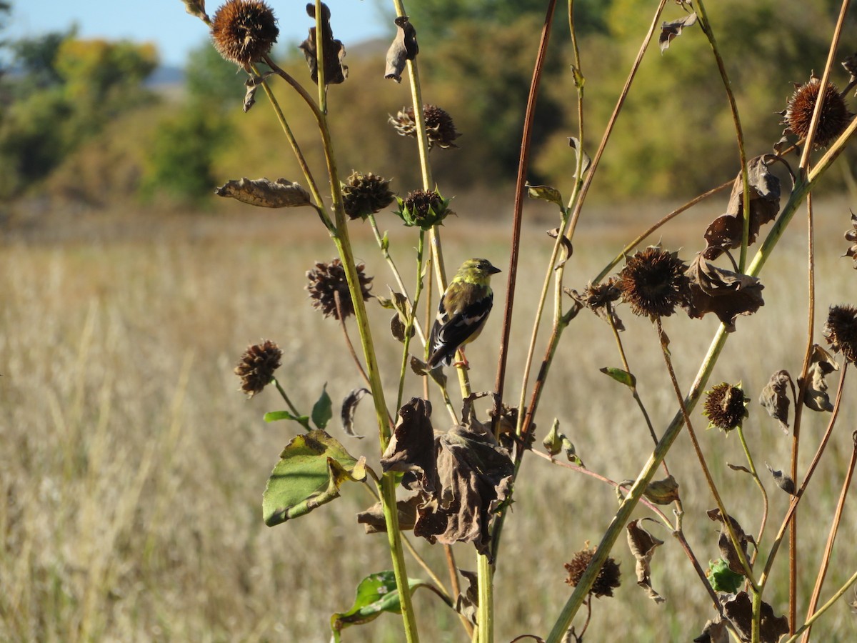 American Goldfinch - ML643484654