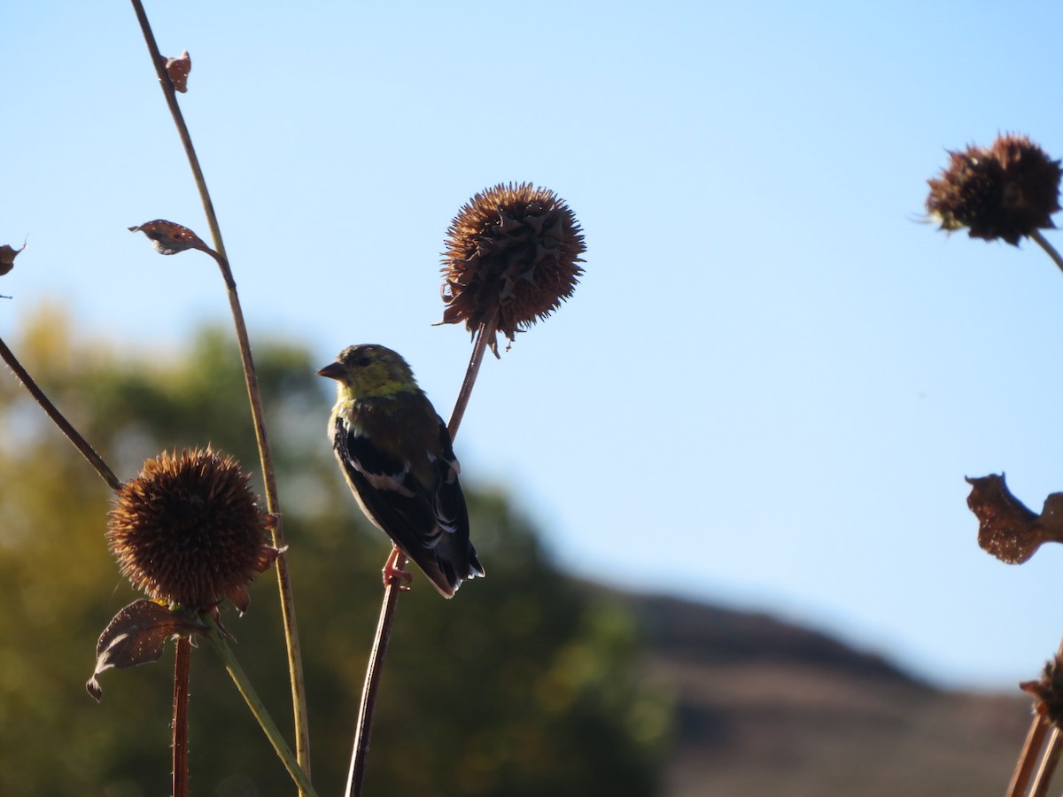 American Goldfinch - ML643484658