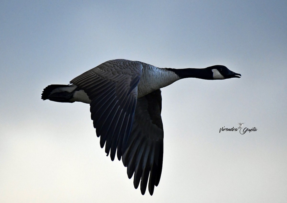 Canada Goose - ML643484660