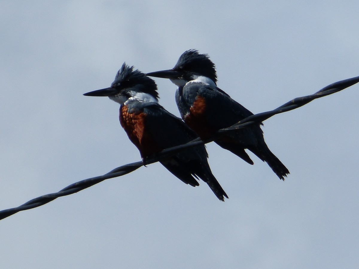 Ringed Kingfisher - ML643484680