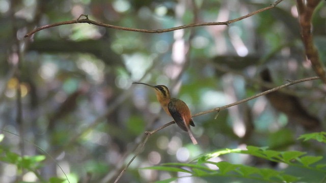Rotschattenkolibri - ML643484691