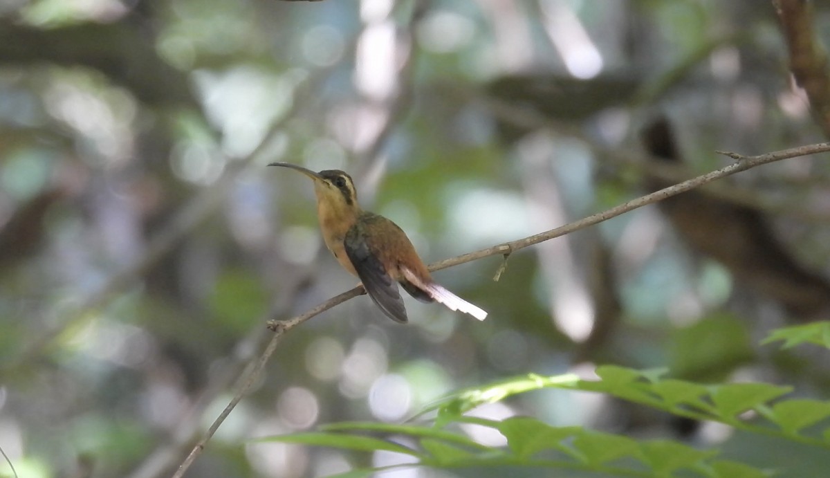 Rotschattenkolibri - ML643484710