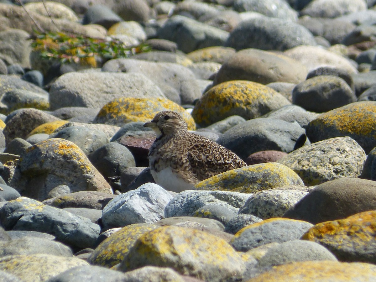 Least Seedsnipe - ML643484720