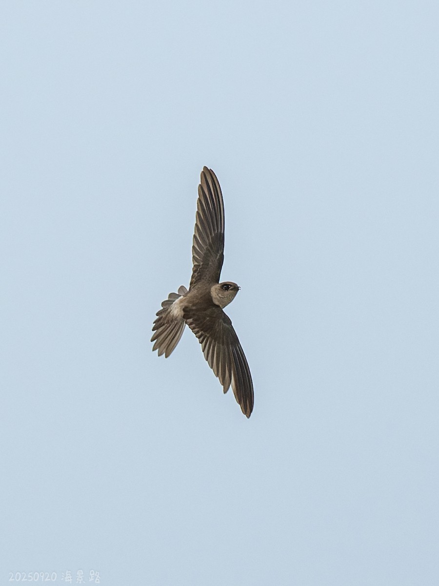 Himalayan Swiftlet - ML643484723