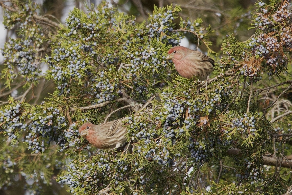House Finch - ML643484724