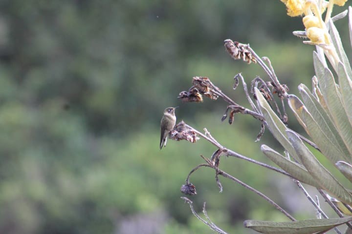 Green-bearded Helmetcrest - ML643484728