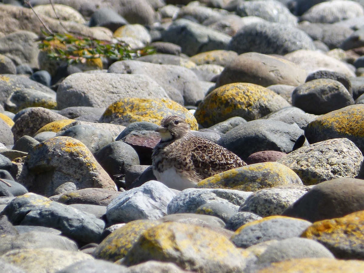 Least Seedsnipe - ML643484730