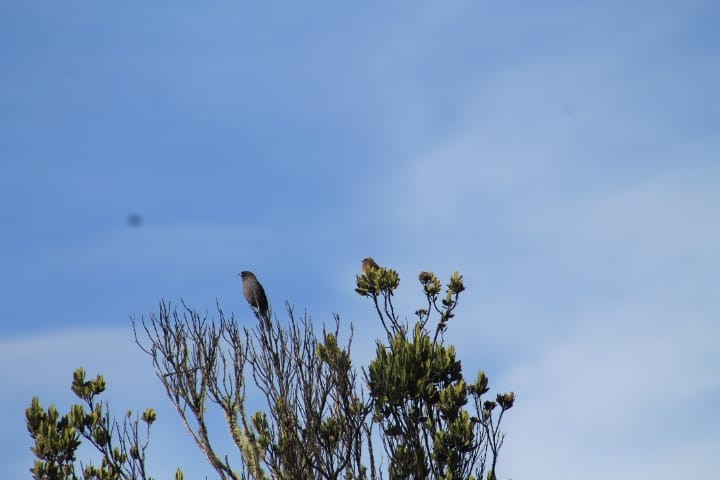 Red-crested Cotinga - ML643484732