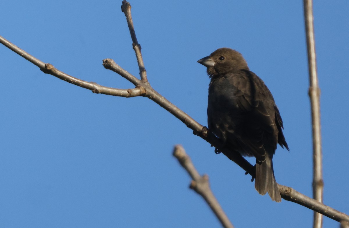 Brown-headed Cowbird - ML643484733