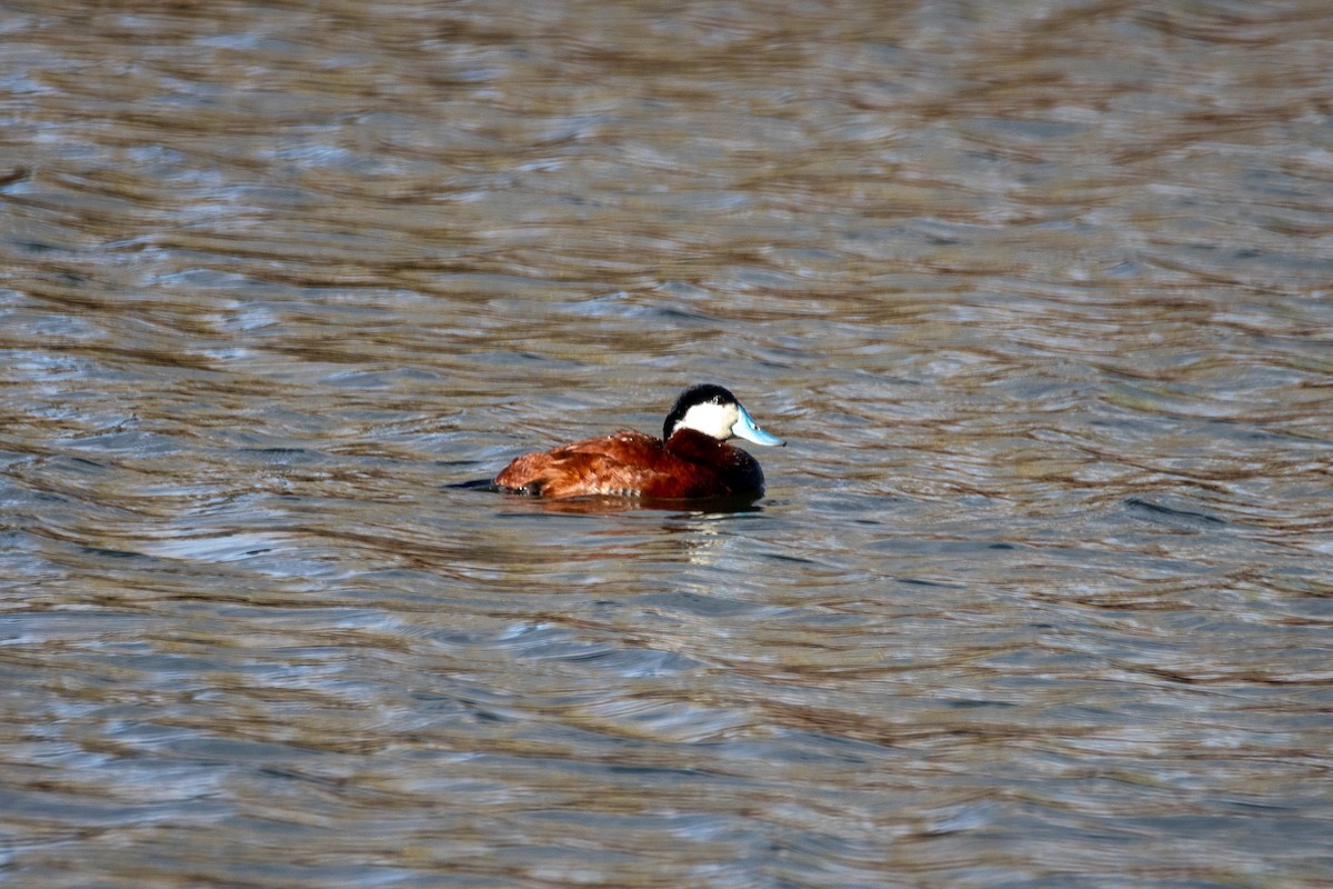 Ruddy Duck - ML643484738