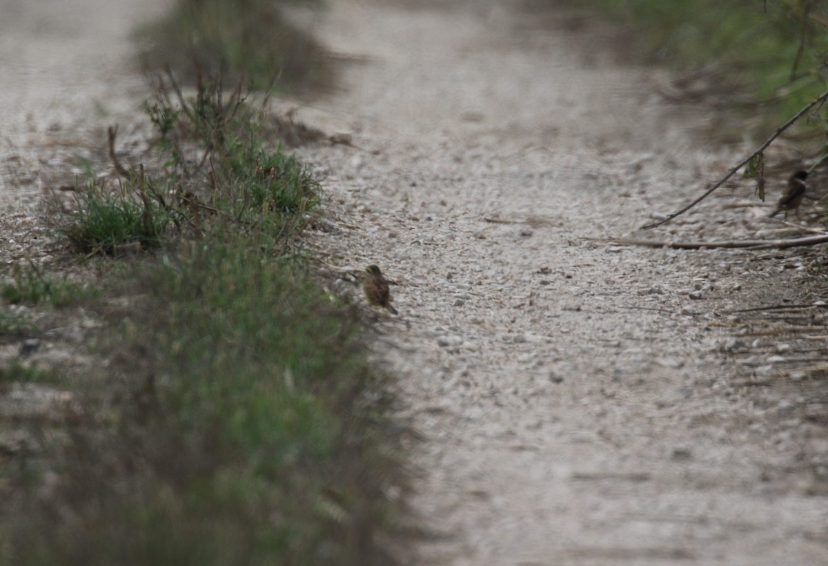 Cirl Bunting - ML643484758