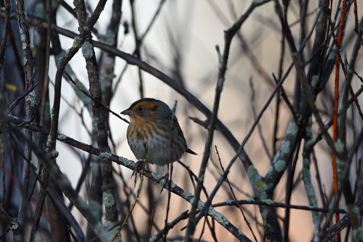 Nelson's Sparrow - ML643484767