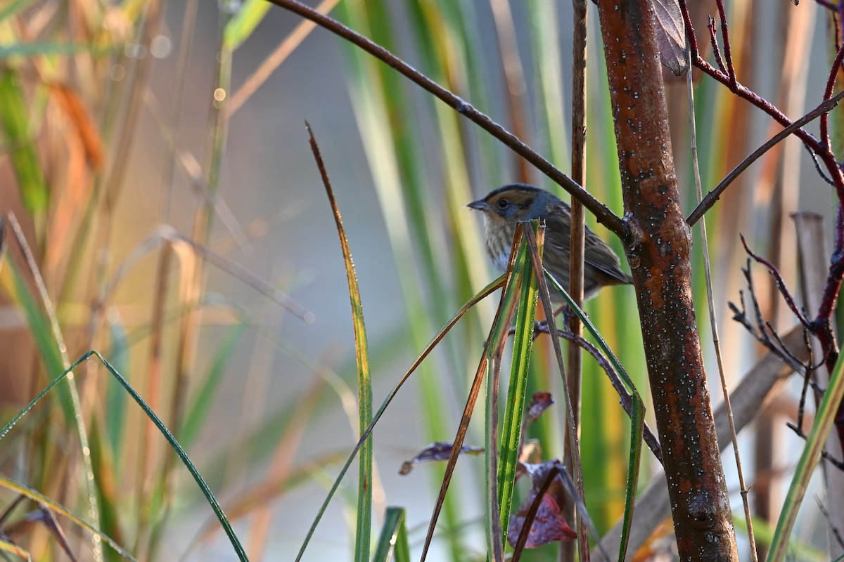 Nelson's Sparrow - ML643484769