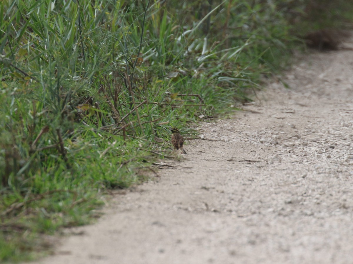 Cirl Bunting - ML643484771
