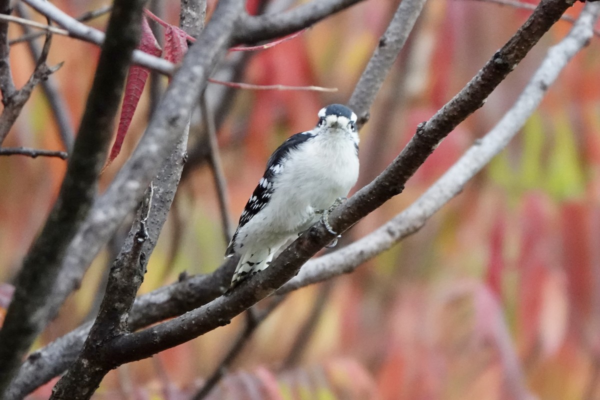 Downy Woodpecker - ML643484773