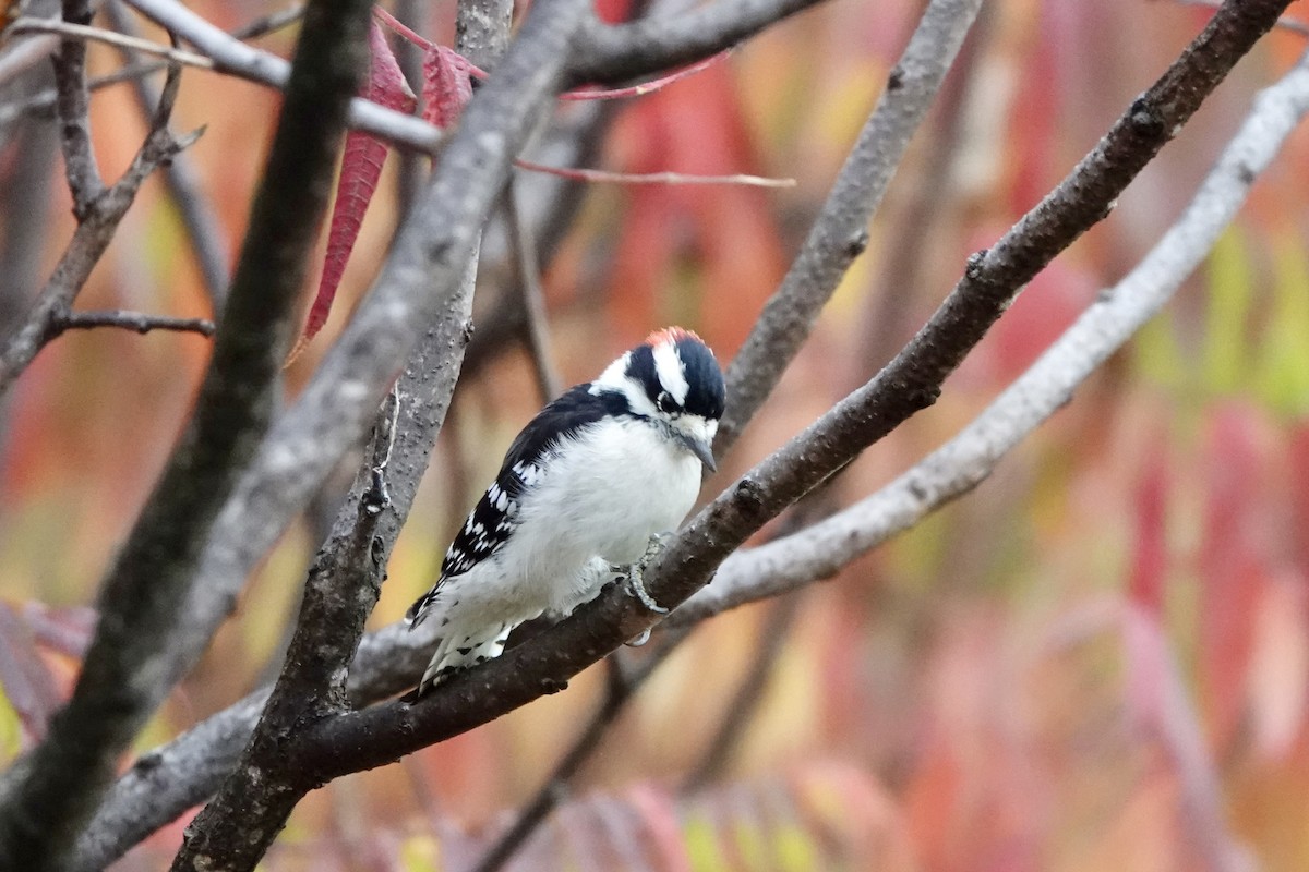 Downy Woodpecker - ML643484774