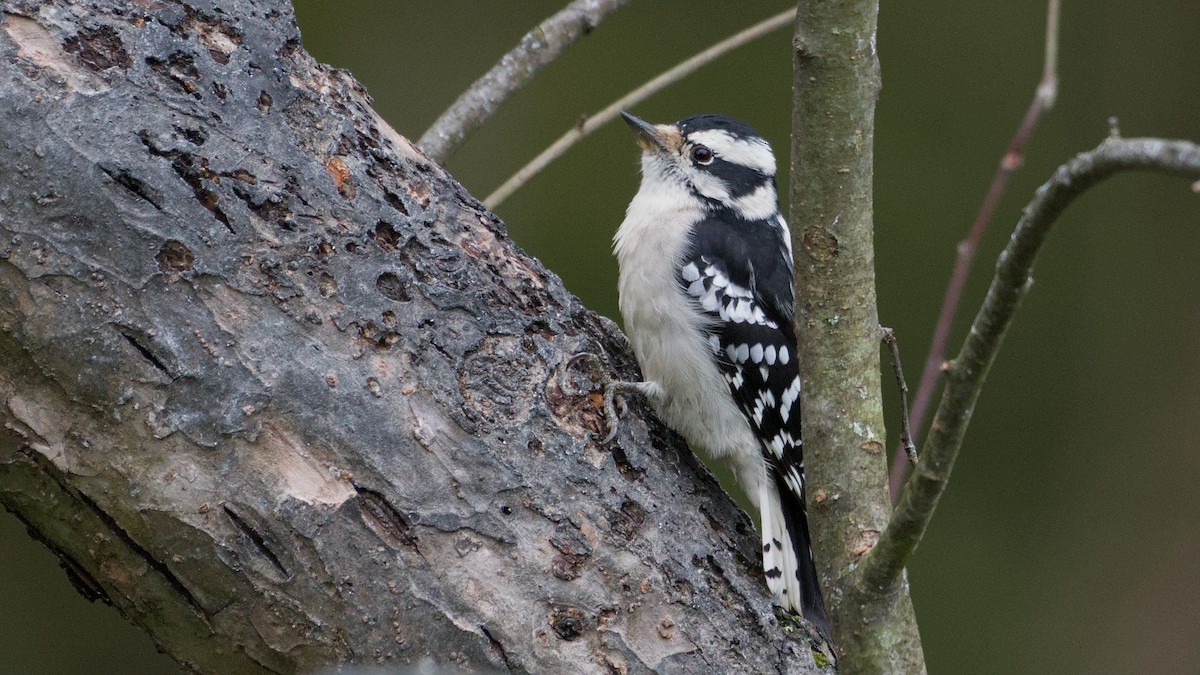 Downy Woodpecker - ML643484775