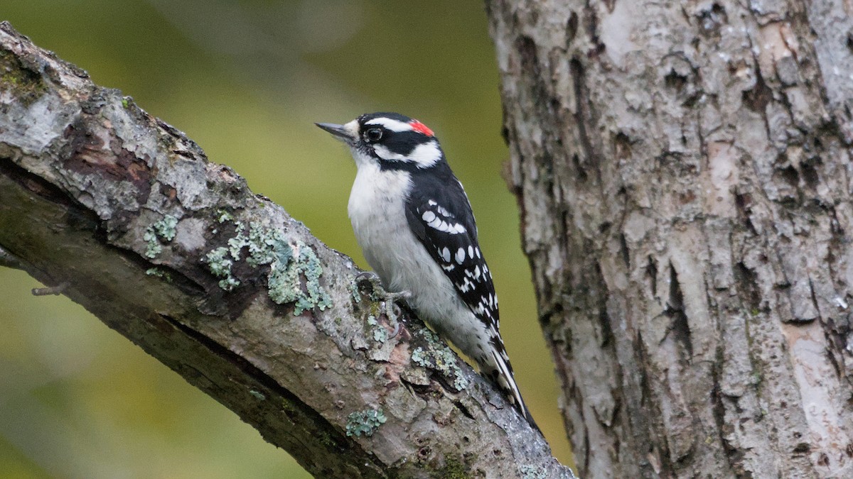 Downy Woodpecker - ML643484776