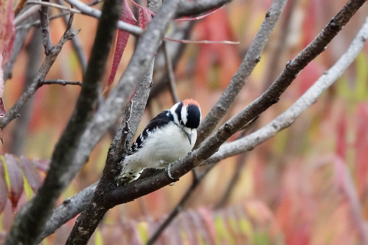 Downy Woodpecker - ML643484777